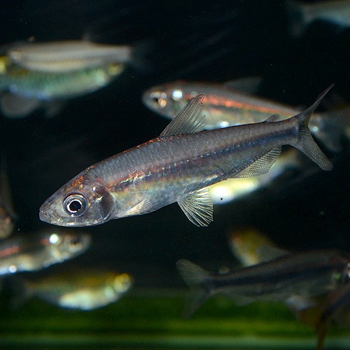 レインボー コンゴ テトラ ワイルド個体 1匹 熱帯魚 熱帯魚 エビ カラシン テトラ 熱帯魚 海水魚 通販ショップ アクアライズ