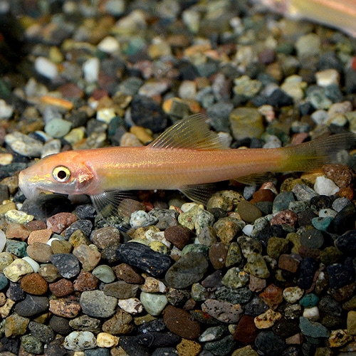 ゴールデンアルジイーター 1匹 熱帯魚 熱帯魚 エビ ラスボラ 他小型魚 熱帯魚 海水魚 通販ショップ アクアライズ