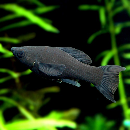 熱帯魚　ブラックA 000000033941.jpg