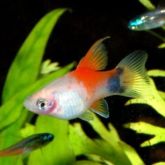 ハイフィン レッドトップミッキーマウスプラティ Sサイズ 1匹 熱帯魚 熱帯魚 エビ ラスボラ 他小型魚 熱帯魚 海水魚 通販ショップ アクアライズ