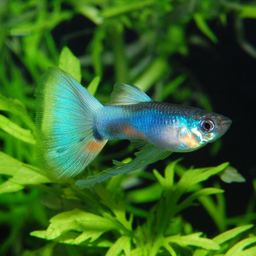 アメリカンホワイト 1pr（熱帯魚） | 熱帯魚・エビ,国産