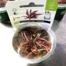 �ڥǥʥ꡼�ҡۥ���ץȥ���͡��ե�ߥ󥴡������åסʿ����