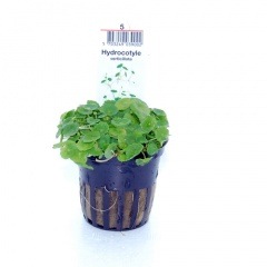 ���ޥ�����ɥᥰ�������Уϣ�(����)