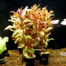 Уϣԡƥʥƥ饫ʥꥹ  Уϣ()