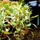 Уϣԡƥʥƥ쥤󥭡  Уϣ()