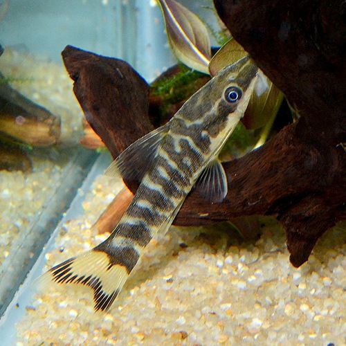 ニューゼブラオトシン 3匹 熱帯魚 熱帯魚 エビ ラスボラ 他小型魚 熱帯魚 海水魚 通販ショップ アクアライズ