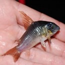 Co.󥳥른ܥʥ磻ɡˡǮӵ