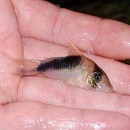 Co. ߥ󥰥Ρ֥ɥХɥǥӥåɥ󥸡0327aʥ磻ɡ(Ǯӵ)