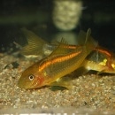 Co.ߥ͡󥸡ʥ֥꡼ɸΡˡǮӵ