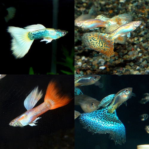 ���ޤ����񻺥��åԡ���1pr��Ǯ�ӵ���