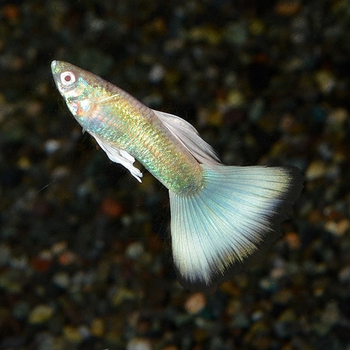 ◆ef-Guppy◆スーパーフルプラチナ ハイラウンドドーサル 成魚3ペア ◇ef-Guppy◇ ◇スーパーフルプラチナ ハイラウンドドーサル◇ 若魚3ペア