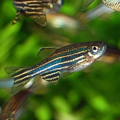 熱帯魚 ゼブラダニオ 1匹(熱帯魚) | 熱帯魚・エビ,ラスボラ・他小型魚
