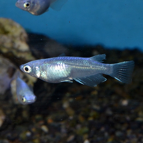 未使用　長期保管　めだか　メダカ　小魚　浴衣　反物　紺地　巻き出しわずかに黄変 未使用 長期保管 めだか メダカ 小魚 浴衣 反物 紺地 巻き出し