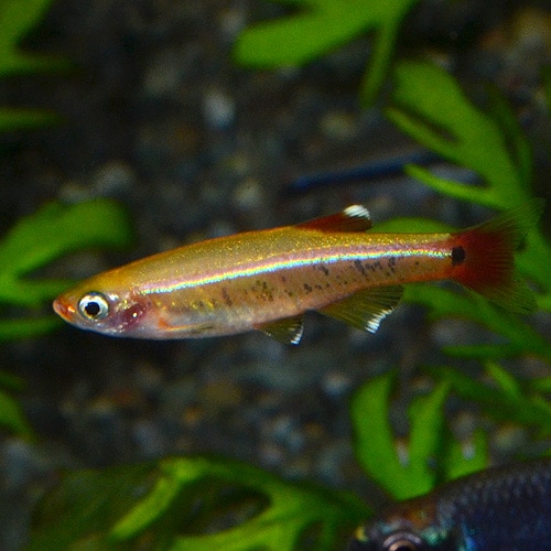 ゴールデンアカヒレ 5匹 熱帯魚 熱帯魚 エビ ラスボラ 他小型魚 熱帯魚 海水魚 通販ショップ アクアライズ