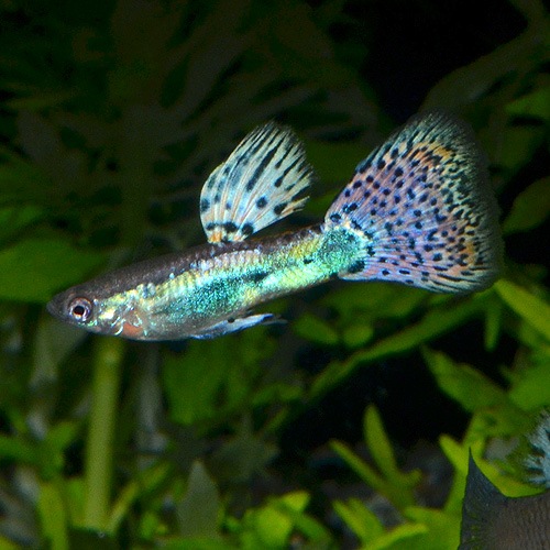 所沢グッピー レッドグラス 1pr 熱帯魚 熱帯魚 エビ 国産グッピー 熱帯魚 海水魚 通販ショップ アクアライズ