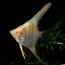 ����ӥΥڥ롼���륿�ࡡSM��������1ɤ��Ǯ�ӵ���