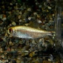 ��֥饤��ƥȥ� �ȥ�����ǥ��(Ǯ�ӵ�)