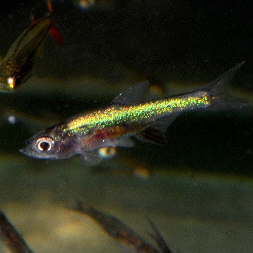 ラスボラ アクセルロディー グリーン 1匹 熱帯魚 熱帯魚 エビ ラスボラ 他小型魚 熱帯魚 海水魚 通販ショップ アクアライズ