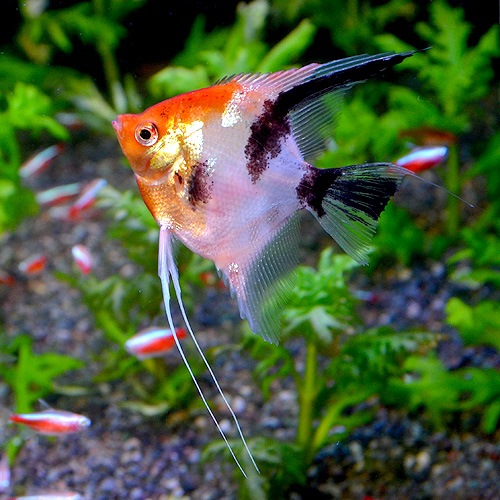 レッドデビルエンゼルフィッシュ M Mlサイズ 1匹 欧州ブリード 熱帯魚 熱帯魚 エビ エンゼル 熱帯魚 海水魚 通販ショップ アクアライズ