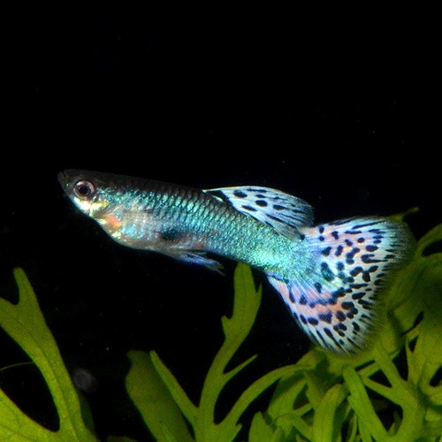 所沢グッピー シンガーブルーレッドグラス 1pr 熱帯魚 熱帯魚 エビ 国産グッピー 熱帯魚 海水魚 通販ショップ アクアライズ