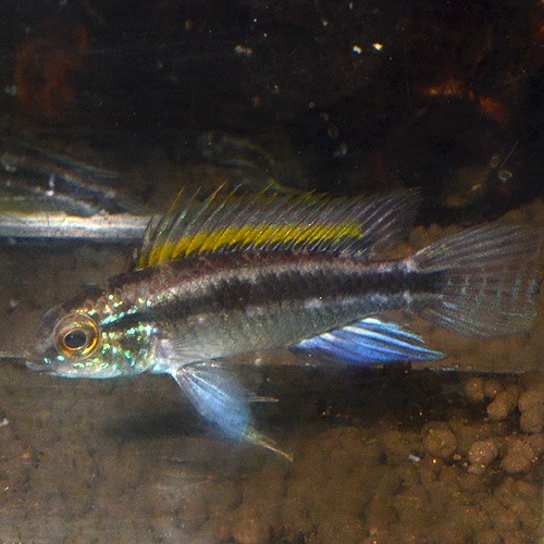 Ap ビタエニアータ ナナイ産 Smサイズ Wild 1pr 1815j 熱帯魚 熱帯魚 エビ アピスト ドワーフ 熱帯魚 海水魚 通販ショップ アクアライズ