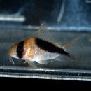 Co. ֥ɥХɥǥӥåɥ󥸡ʥ磻ɡ(Ǯӵ)