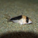 Co. ߥ󥰥Ρ֥ɥХɥǥӥåɥ󥸡ʥ磻ɡ(Ǯӵ)