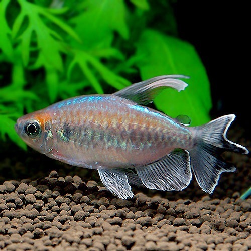 コンゴ テトラ ｌ 雄個体3匹 熱帯魚 熱帯魚 エビ カラシン テトラ 熱帯魚 海水魚 通販ショップ アクアライズ