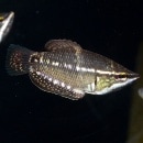 ���ե����ꥯ�ƥ������Х����ƥ���SM��M��������1ɤ��(Ǯ�ӵ�)