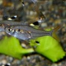 ץꥹƥ顡 1ɤ(Ǯӵ)