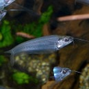 �ȥ�󥹥롼����ȡ����饹����å�1ɤ(Ǯ�ӵ�)