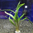 ����ץȥ���͡��Х�󥵥�  ���Уϣ�(����)