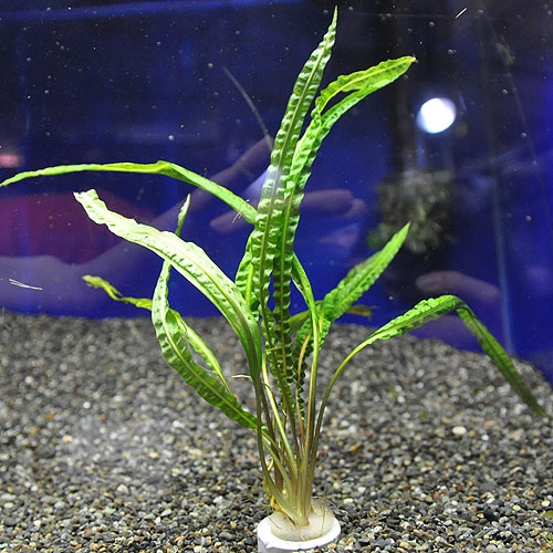 クリプトコリネ バランサエ １ｐｏｔ 水草 水草 クリプトコリネ 熱帯魚 海水魚 通販ショップ アクアライズ
