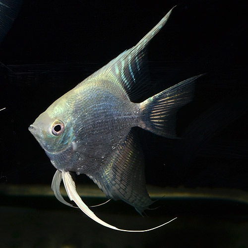 プラチナダイヤモンドエンゼル Ml Lサイズ 1匹 熱帯魚 熱帯魚 エビ エンゼル 熱帯魚 海水魚 通販ショップ アクアライズ