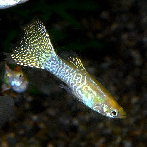 ゴールデンコブラ系グッピー 外国産グッピー Mサイズ 3pr 熱帯魚 熱帯魚 エビ ラスボラ 他小型魚 熱帯魚 海水魚 通販ショップ アクアライズ