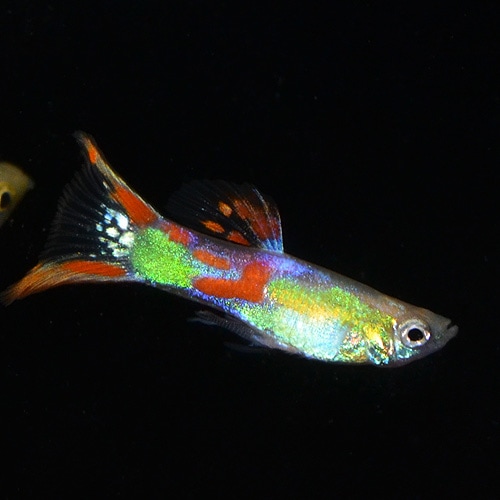 レッドダブルソード系グッピー 外国産グッピー Mサイズ 1pr 熱帯魚 熱帯魚 エビ ラスボラ 他小型魚 熱帯魚 海水魚 通販ショップ アクアライズ