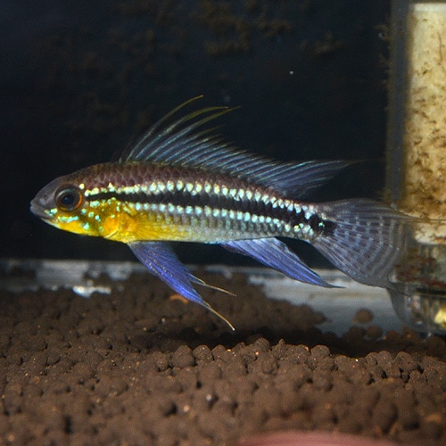 Ap ビタエニアータ カレイロ産 Mサイズ Wild 1pr 1531ｍ 熱帯魚 熱帯魚 エビ アピスト ドワーフ 熱帯魚 海水魚 通販ショップ アクアライズ