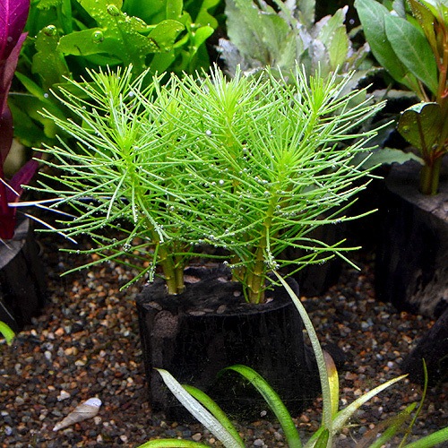 マツバミリオフィラム ログポット 1pot 水草 水草 ｐｏｔ 鉢 熱帯魚 海水魚 通販ショップ アクアライズ