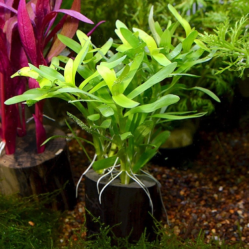 ヘテランテラ ログポット 1pot 水草 水草 ｐｏｔ 鉢 熱帯魚 海水魚 通販ショップ アクアライズ