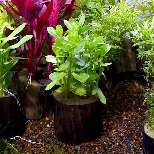バコパモンニエリ ログポット 1pot 水草 水草 ｐｏｔ 鉢 熱帯魚 海水魚 通販ショップ アクアライズ