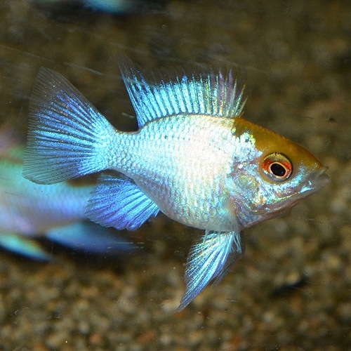 ゴールデンコバルトバルーンラム S～SMサイズ 2匹 (熱帯魚) | 熱帯魚