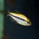 �ץ���ʥ����ԥ��ƥȥ顡(Ǯ�ӵ�)