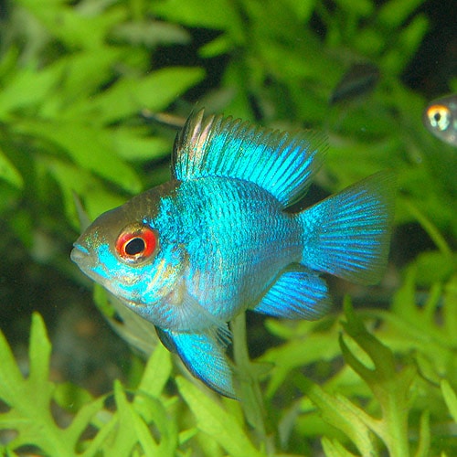 特価】コバルトブルーバルーンラミレジィ 2匹（熱帯魚） | 熱帯魚