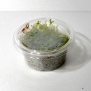 ���ƥ��������⥹  �����åס�(����)