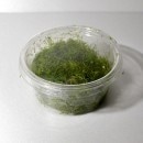 �ꥷ��  �����åס�(����)