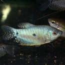 �֥롼����ߡ���M��L��������1ɤ(Ǯ�ӵ�)