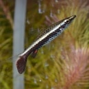 �����������ڥ󥷥�ե��å��塦�磻��ɡ�1ɤ��(Ǯ�ӵ�)