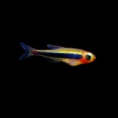 特価 トゥッカーノテトラ 熱帯魚 熱帯魚 エビ 珍カラ 熱帯魚 海水魚 通販ショップ アクアライズ