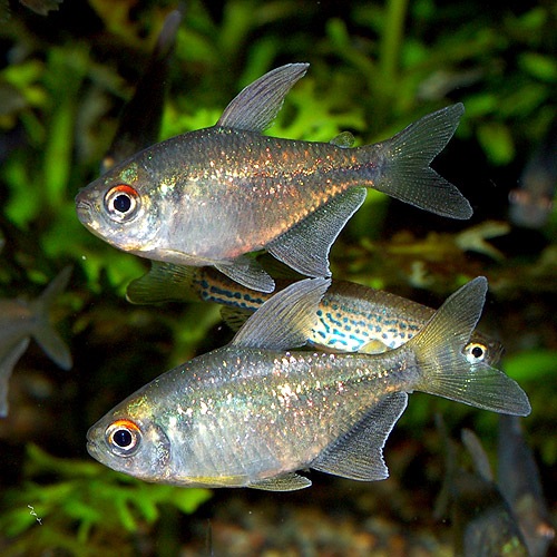 ダイヤモンドテトラ Mサイズ 1匹 熱帯魚 熱帯魚 エビ カラシン テトラ 熱帯魚 海水魚 通販ショップ アクアライズ