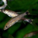 ����С����ե饤�󥰥ե��å�����1ɤ��(Ǯ�ӵ�)